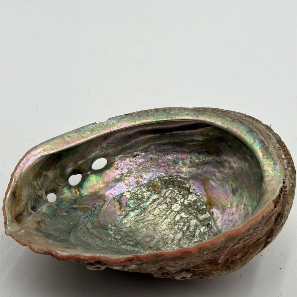 Extra Large Abalone Shell Unpolished Display Piece